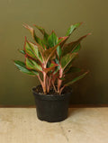 Red Siam Chinese Evergreen 6 Inch