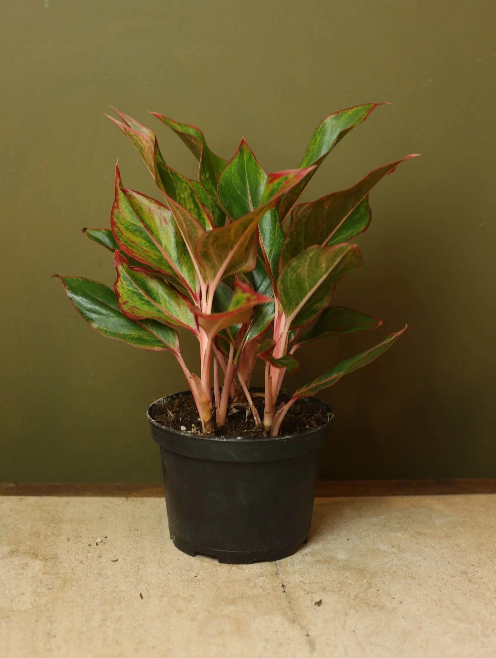 Red Siam Chinese Evergreen 6 Inch