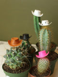 Plant Cowboy Hats