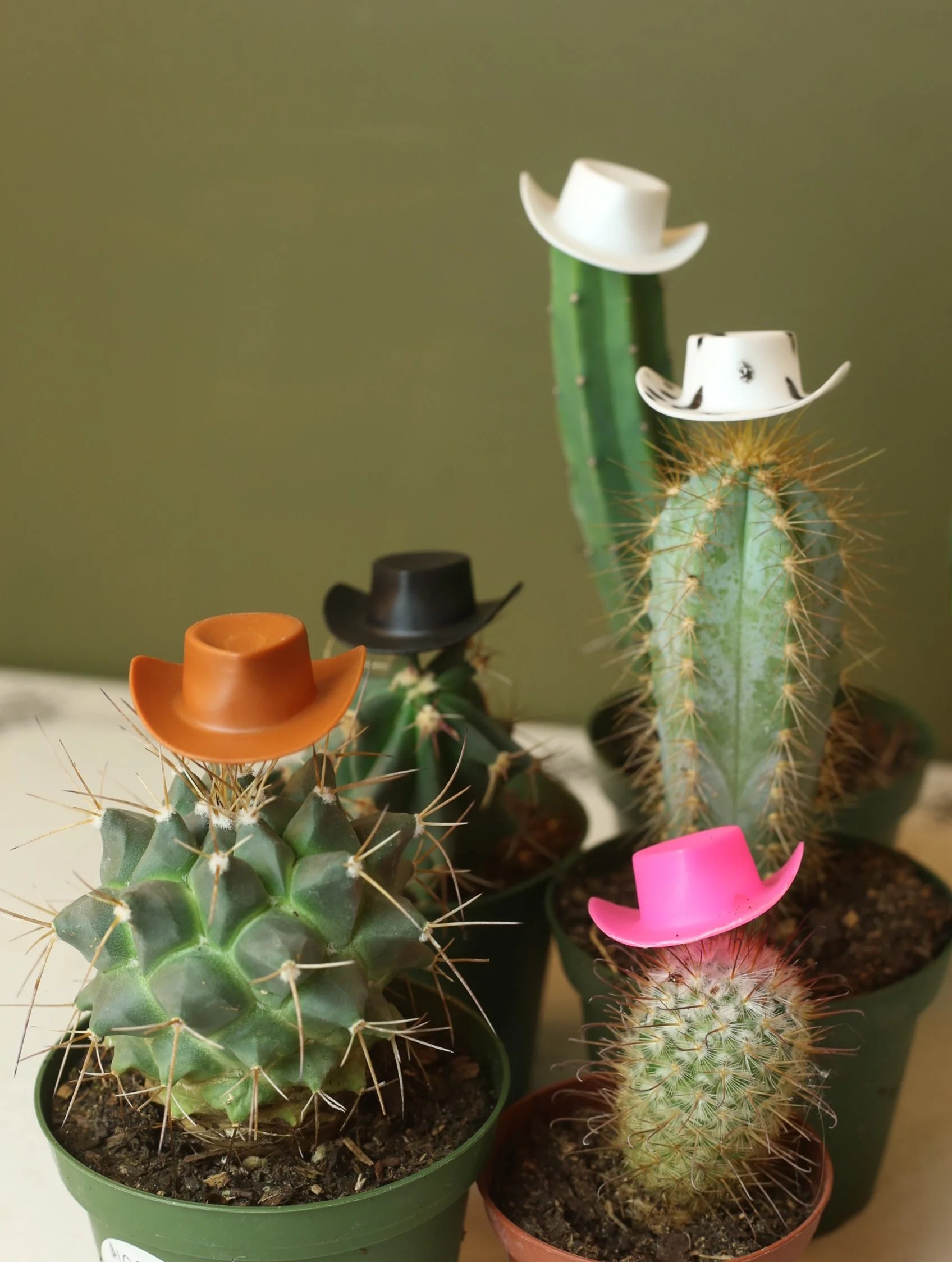 Plant Cowboy Hats