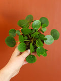 Pilea Peperomioides 4 Inch