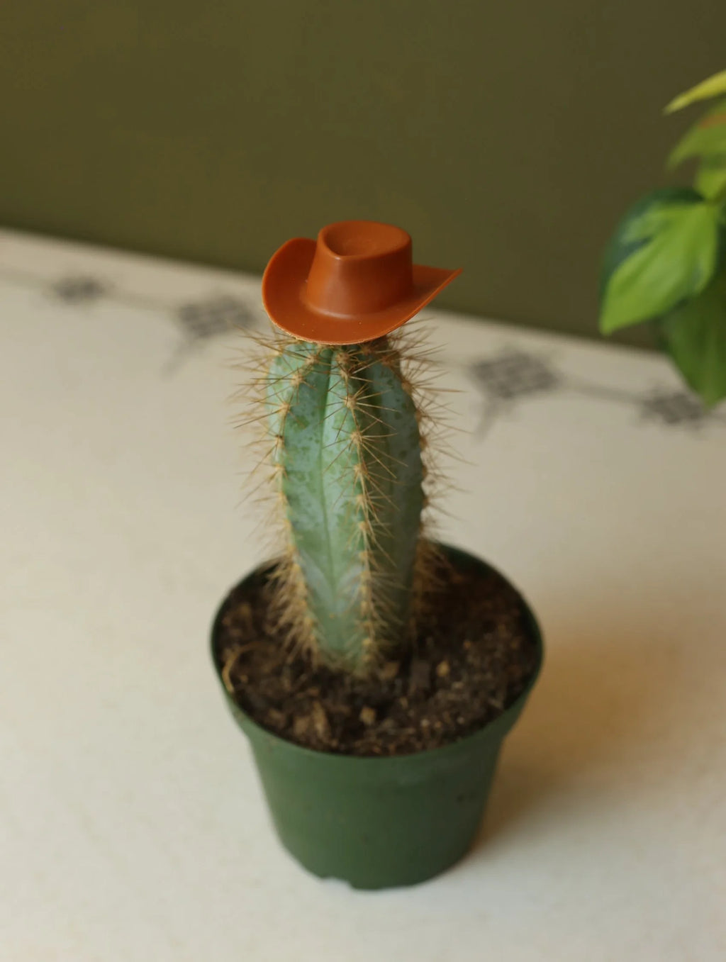 Plant Cowboy Hats