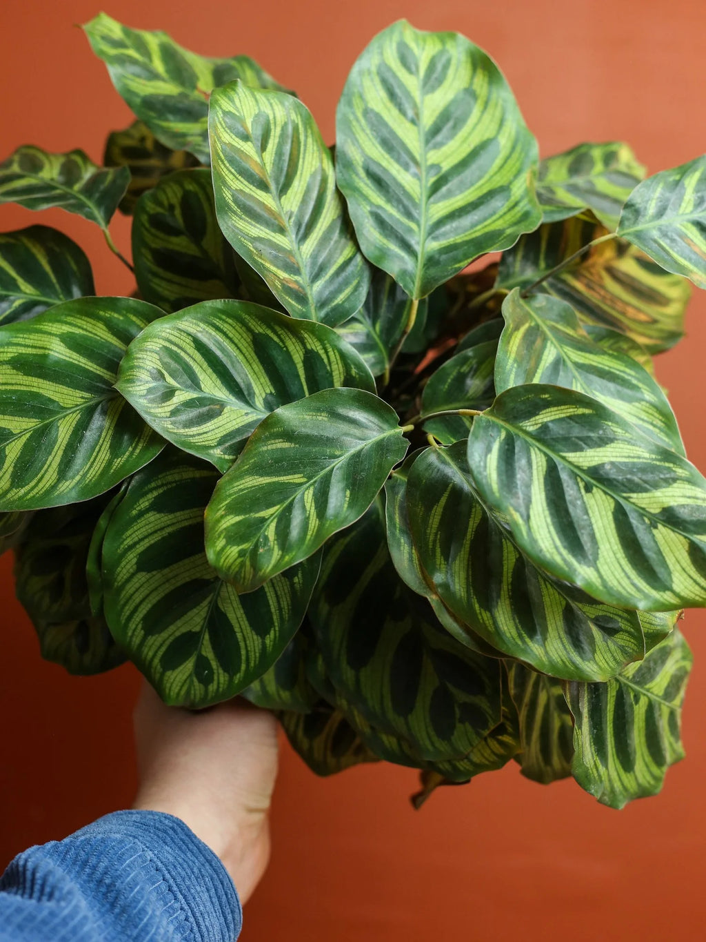 Calathea Makoyana 6 Inch