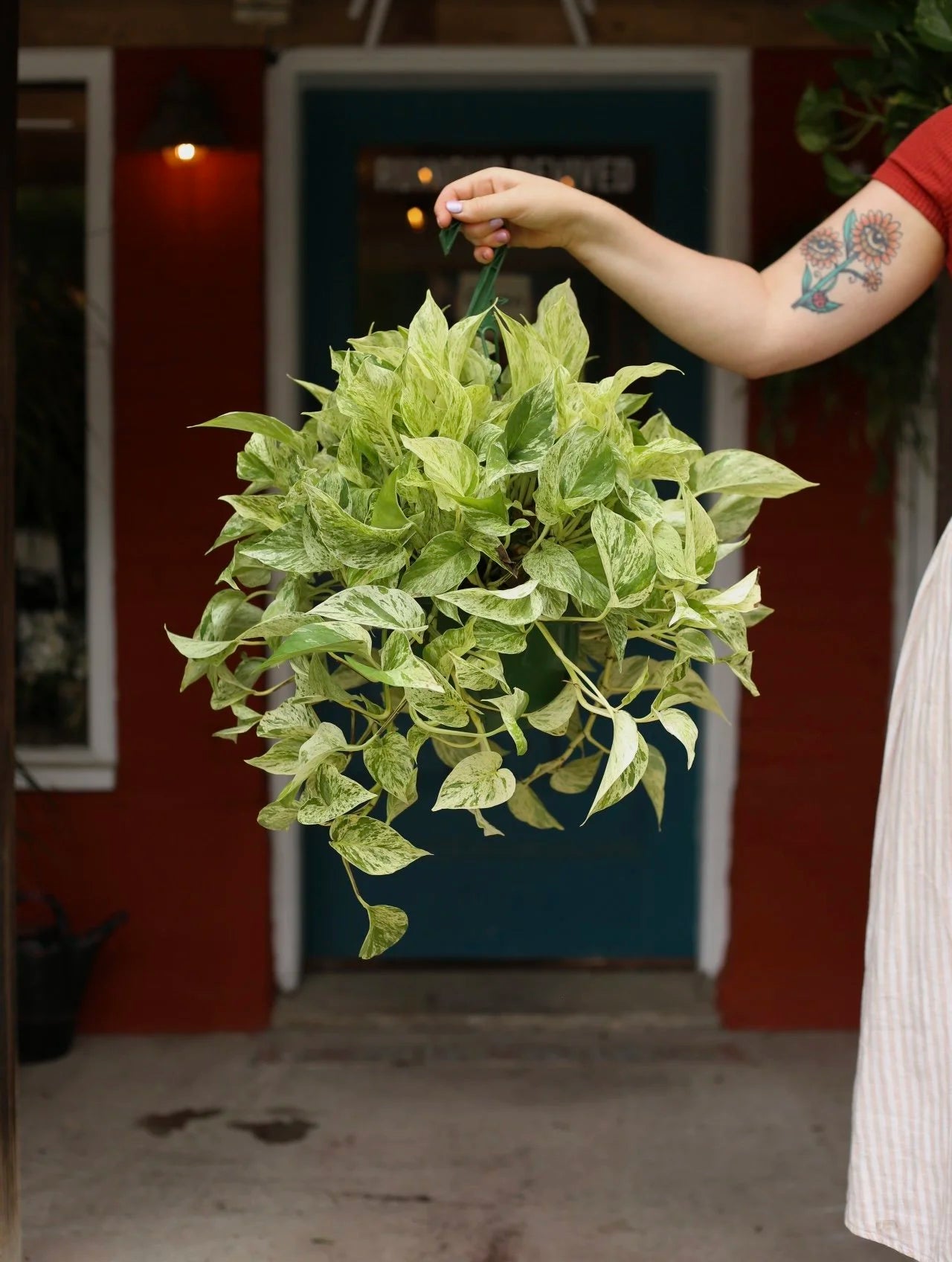 Marble Queen Pothos 8 Inch