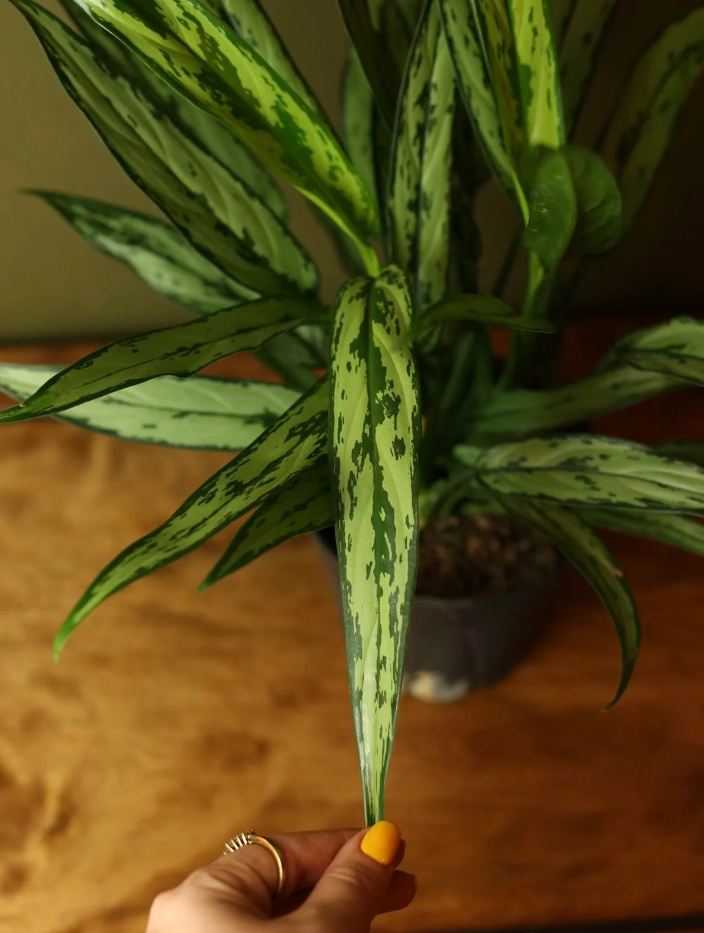Chinese Evergreen 'Cutlass' 6 Inch