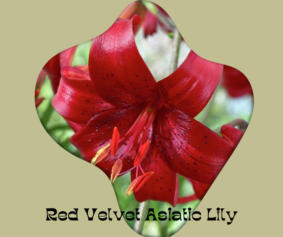 Lily Bulbs