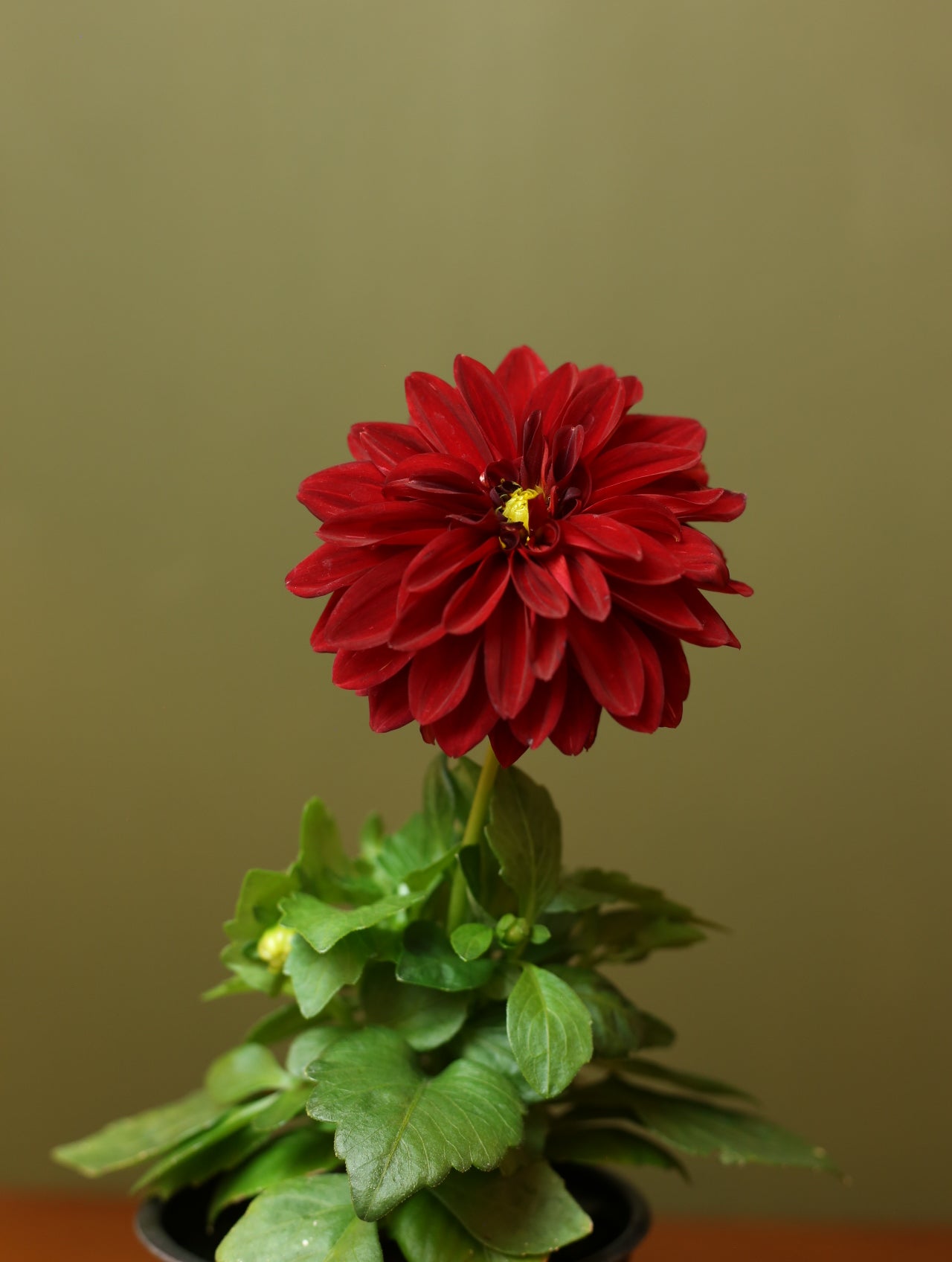 Dahlias 4 inch