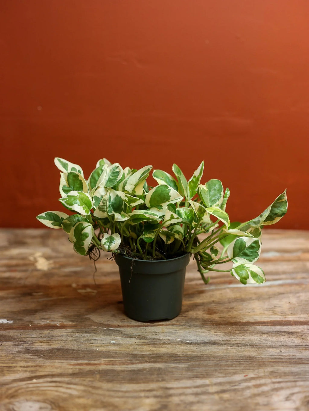 Pothos N' Joy 4 Inch