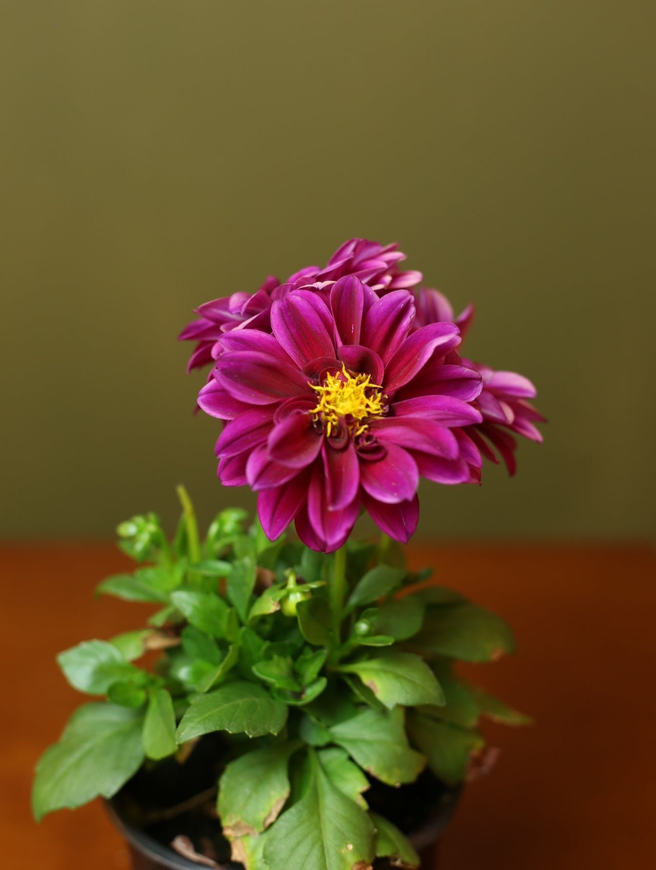 Dahlias 4 inch