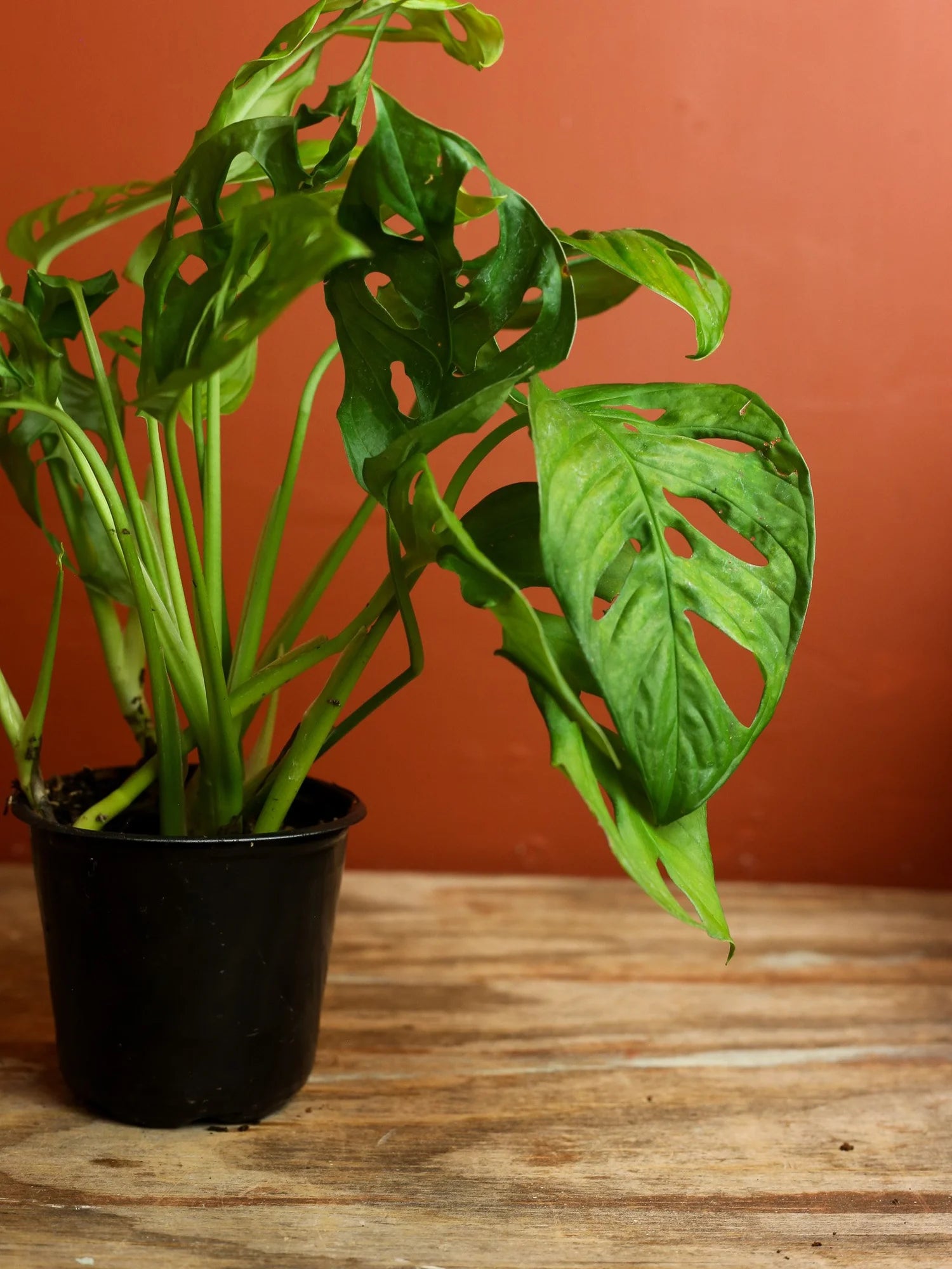 Monstera Adansonii 4 Inch