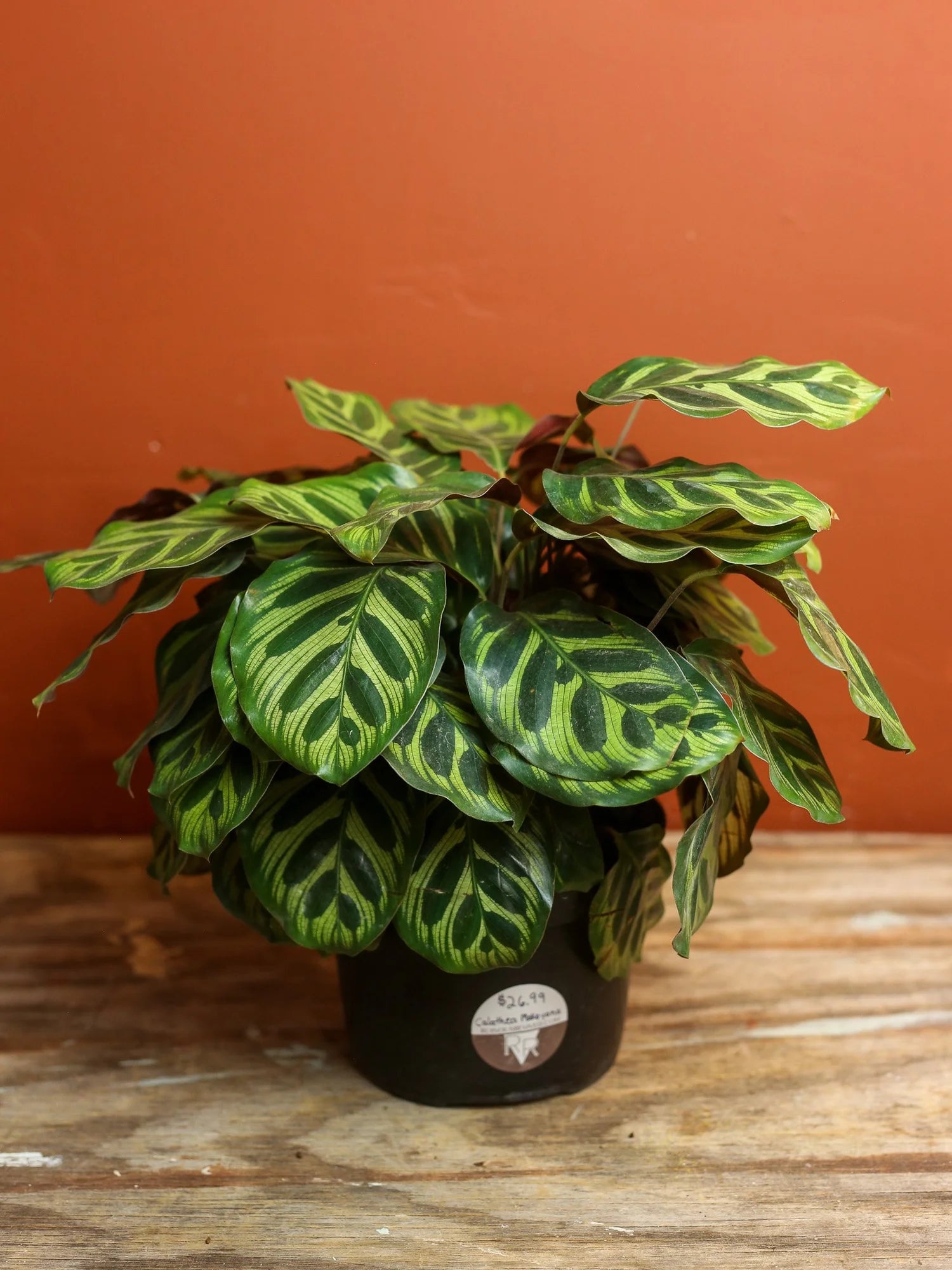 Calathea Makoyana 6 Inch