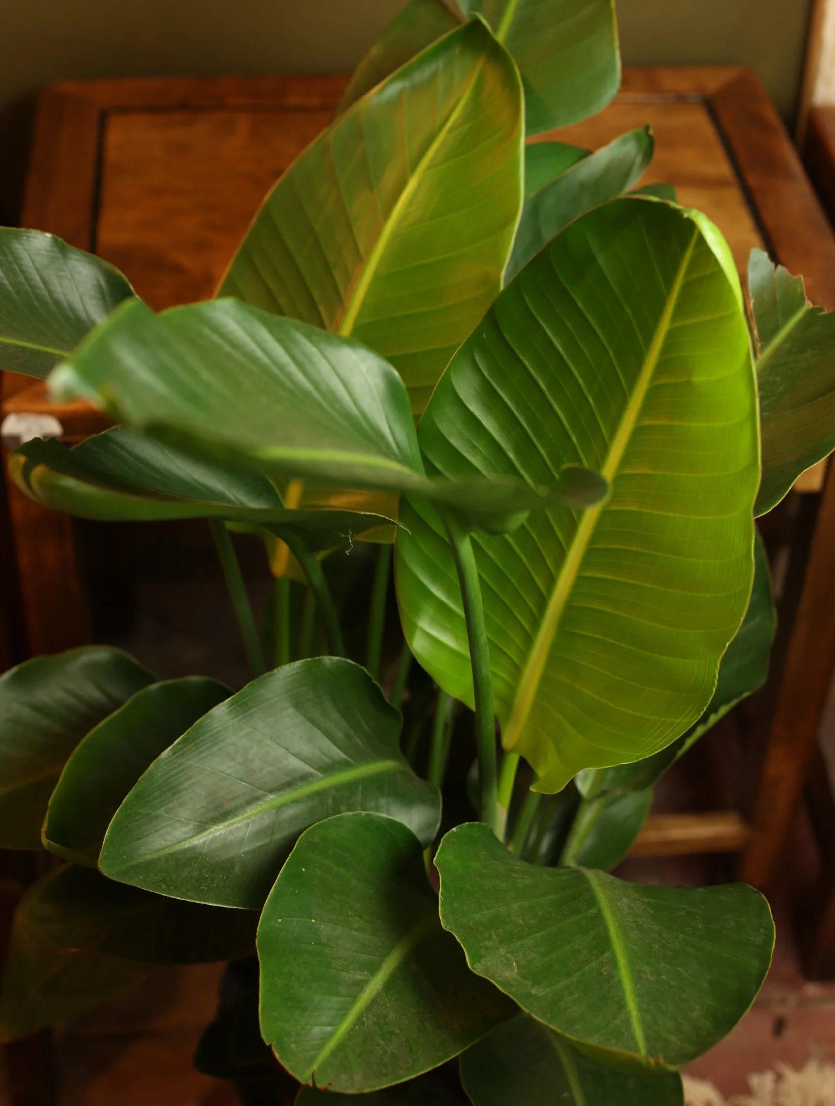 Bird of Paradise 10 Inch