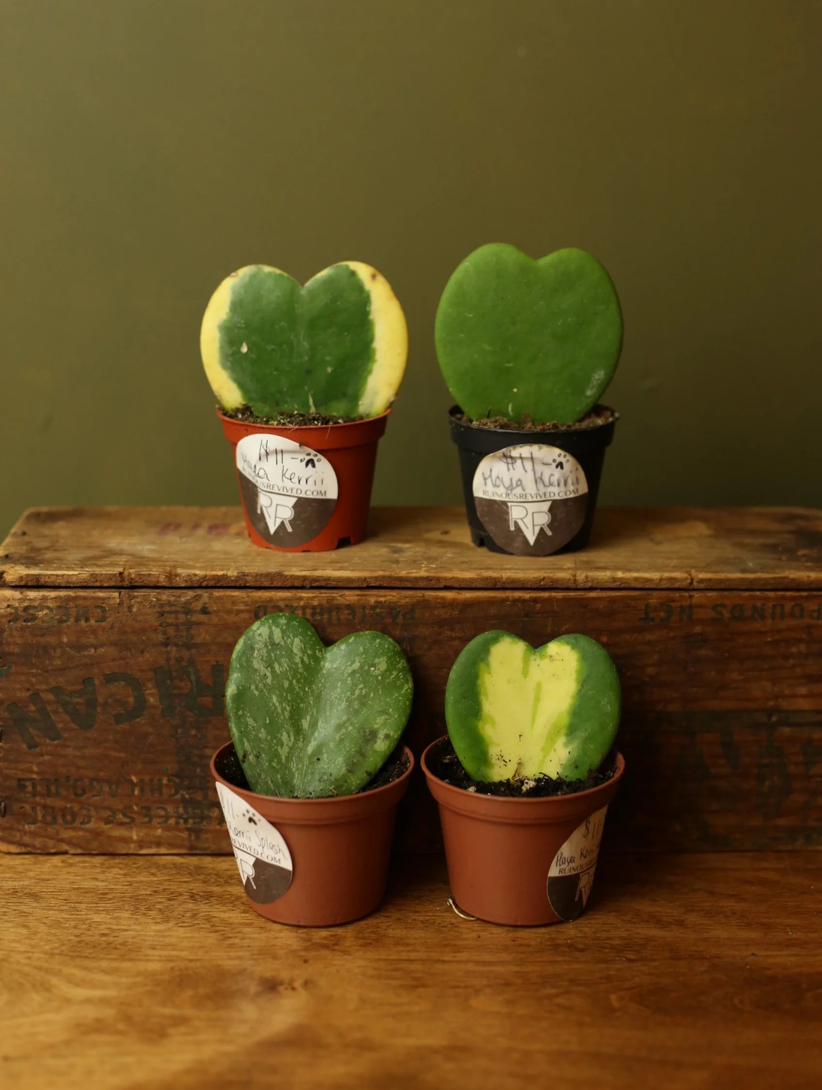 Hoya Kerrii 3 Inch