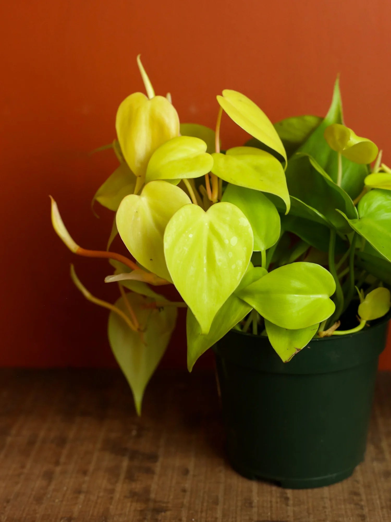 Lemon lime Heart Leaf 4 Inch