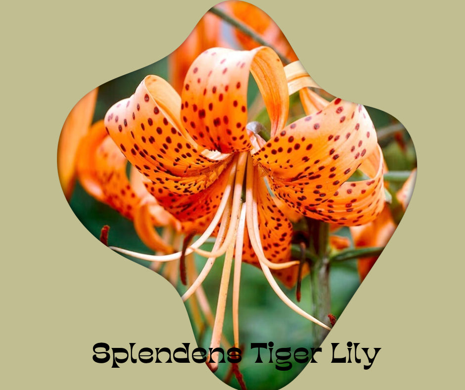 Lily Bulbs