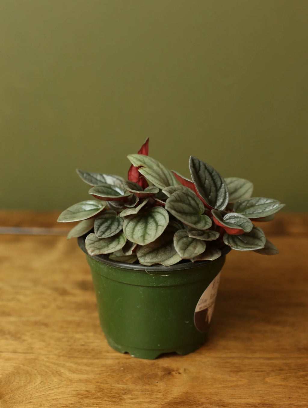 Silver Ripple Peperomia 4 inch