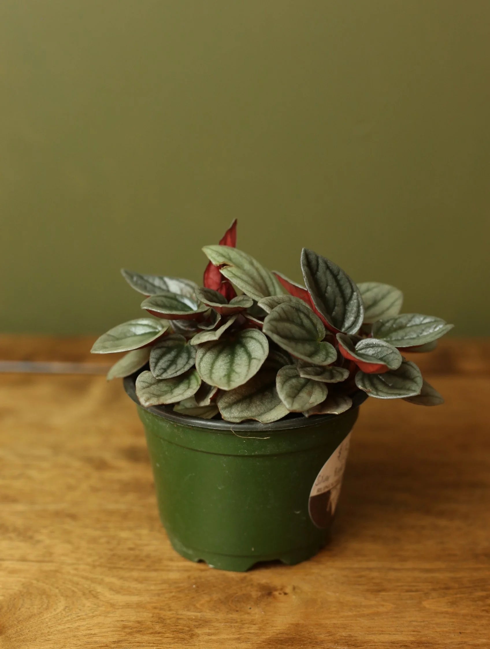 Silver Ripple Peperomia 4 inch
