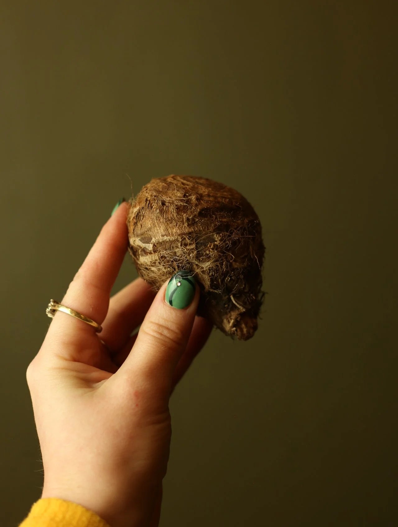 Elephant Ear Bulb