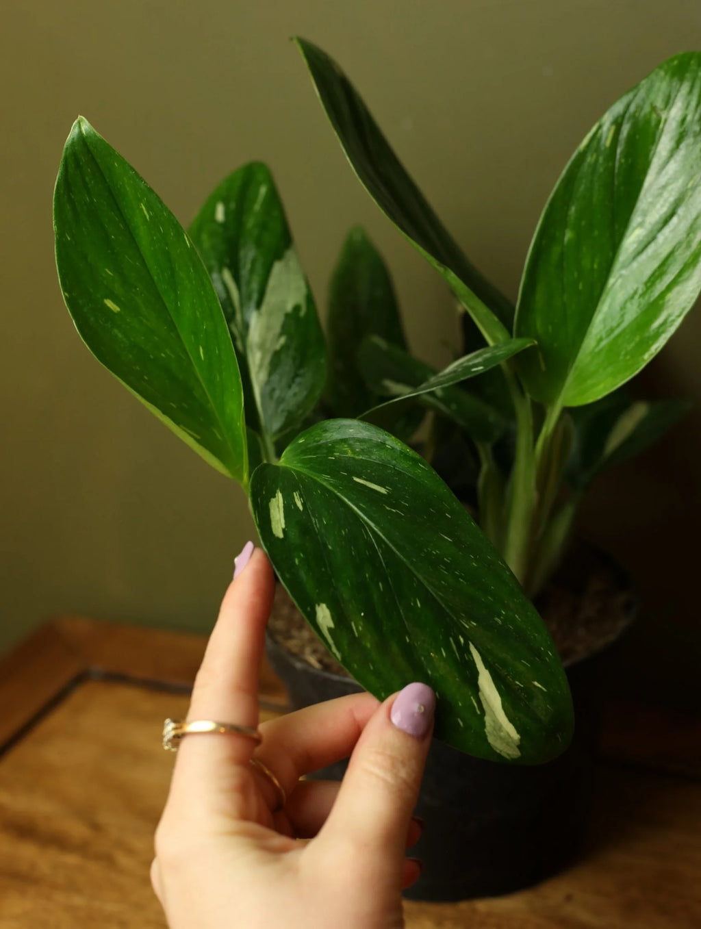 Monstera Standleyana Albo 6 Inch