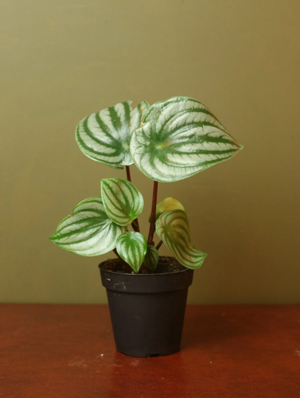 Watermelon Peperomia 4 inch