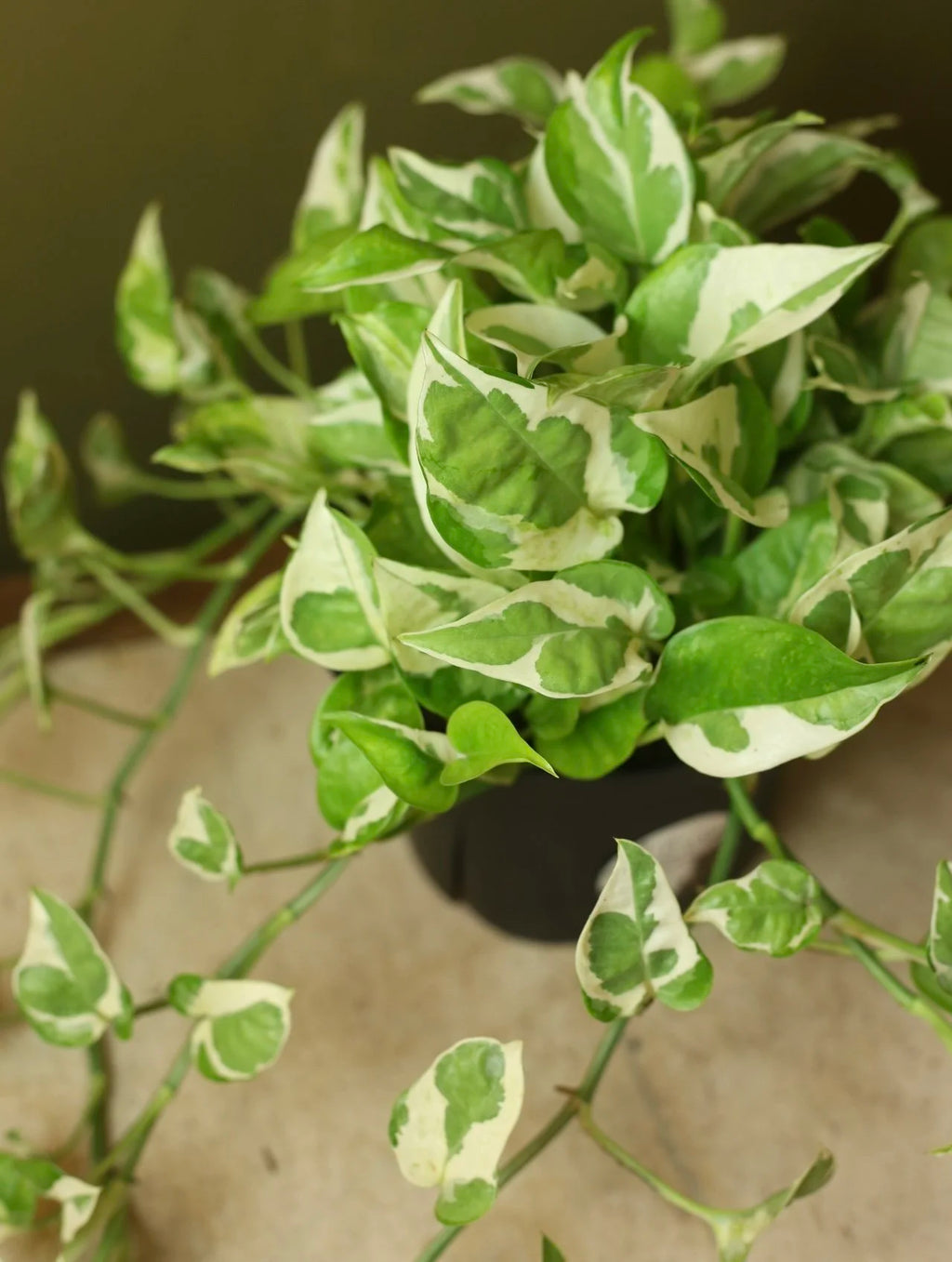 Neon Pothos N' Joy 6 Inch