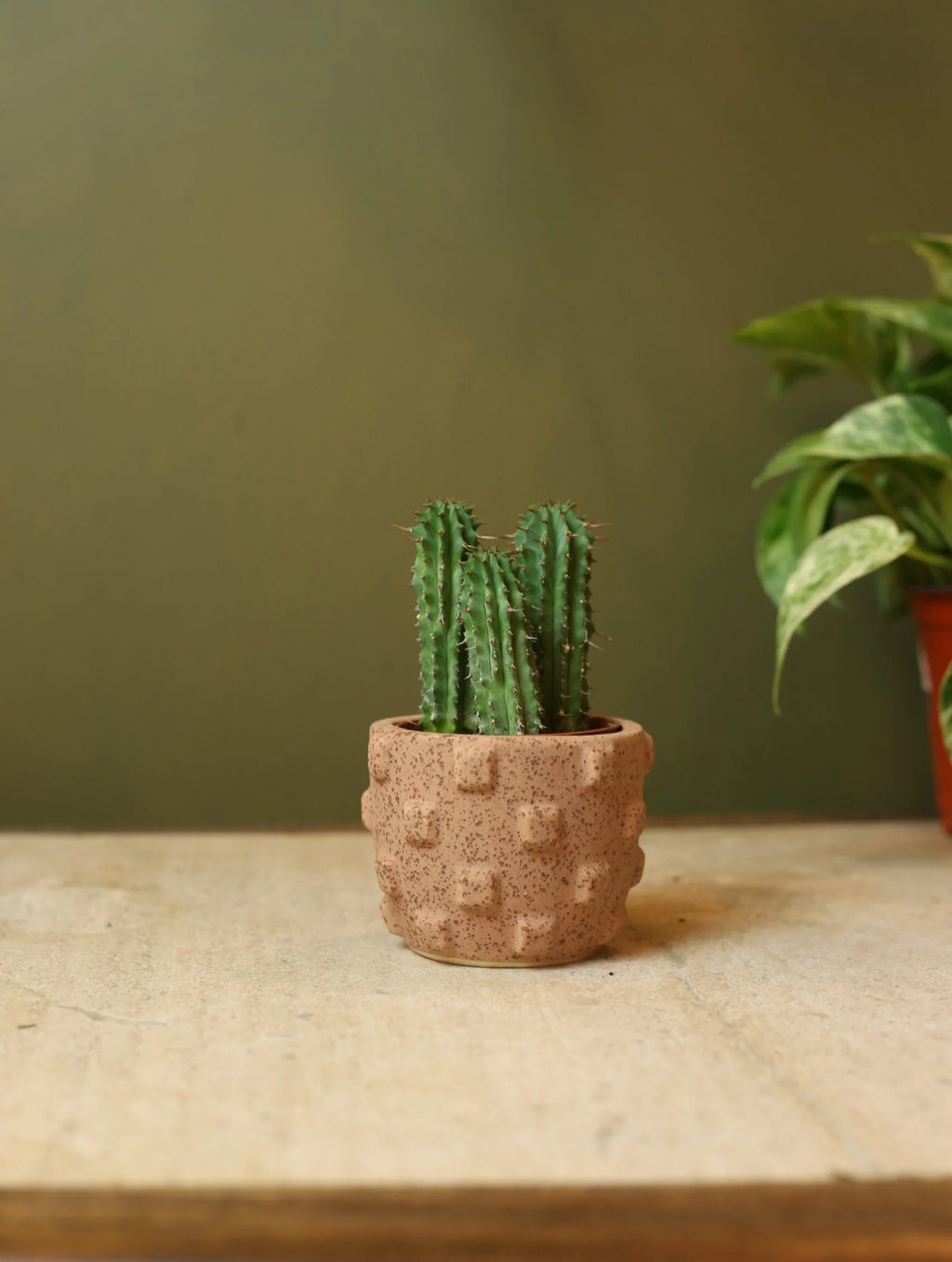 Raised Checkered Plant Pot - 3 inch
