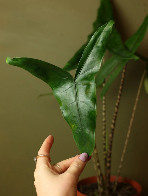 Alocasia Zebrina 6 Inch