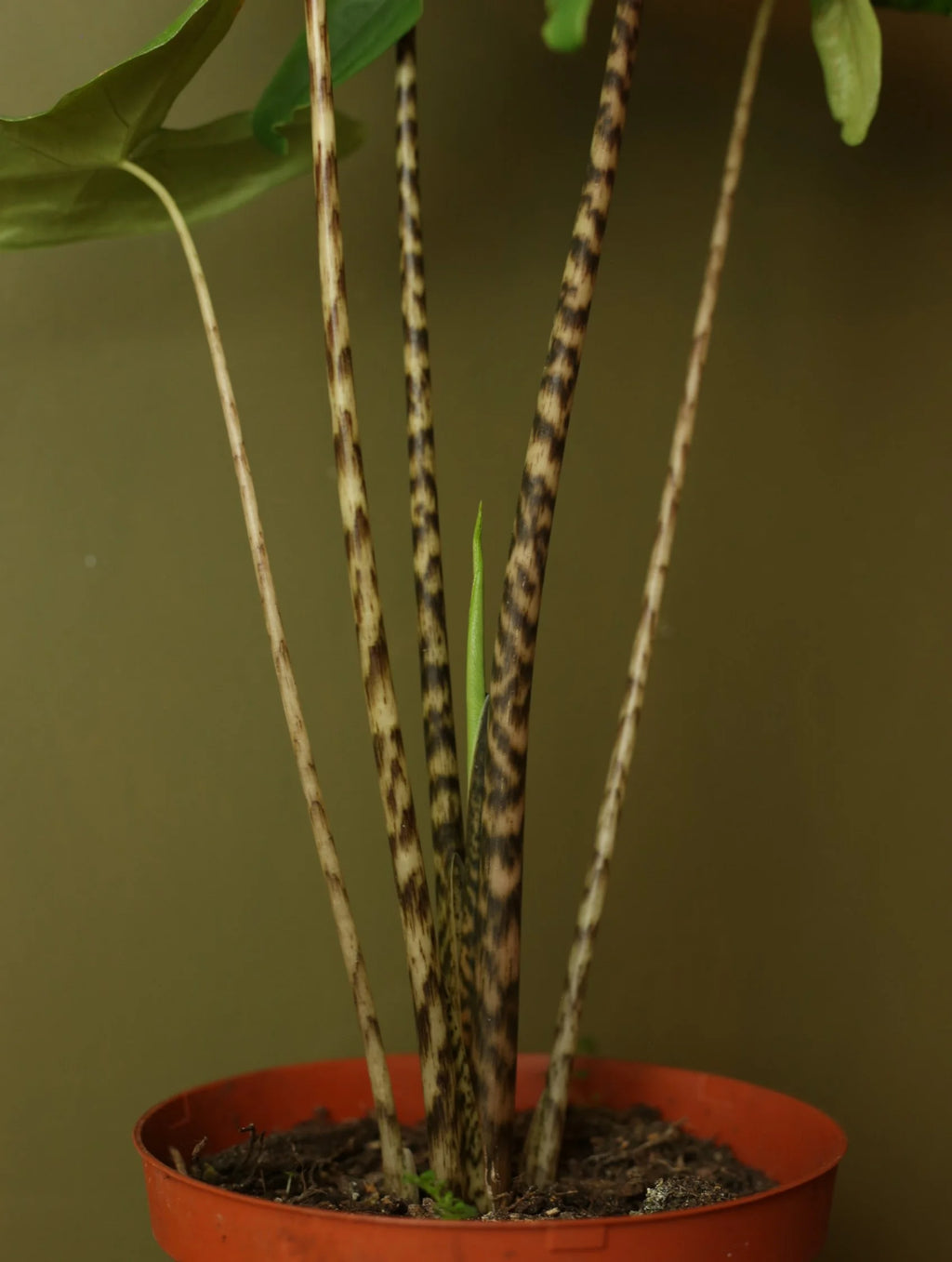 Alocasia Zebrina 6 Inch
