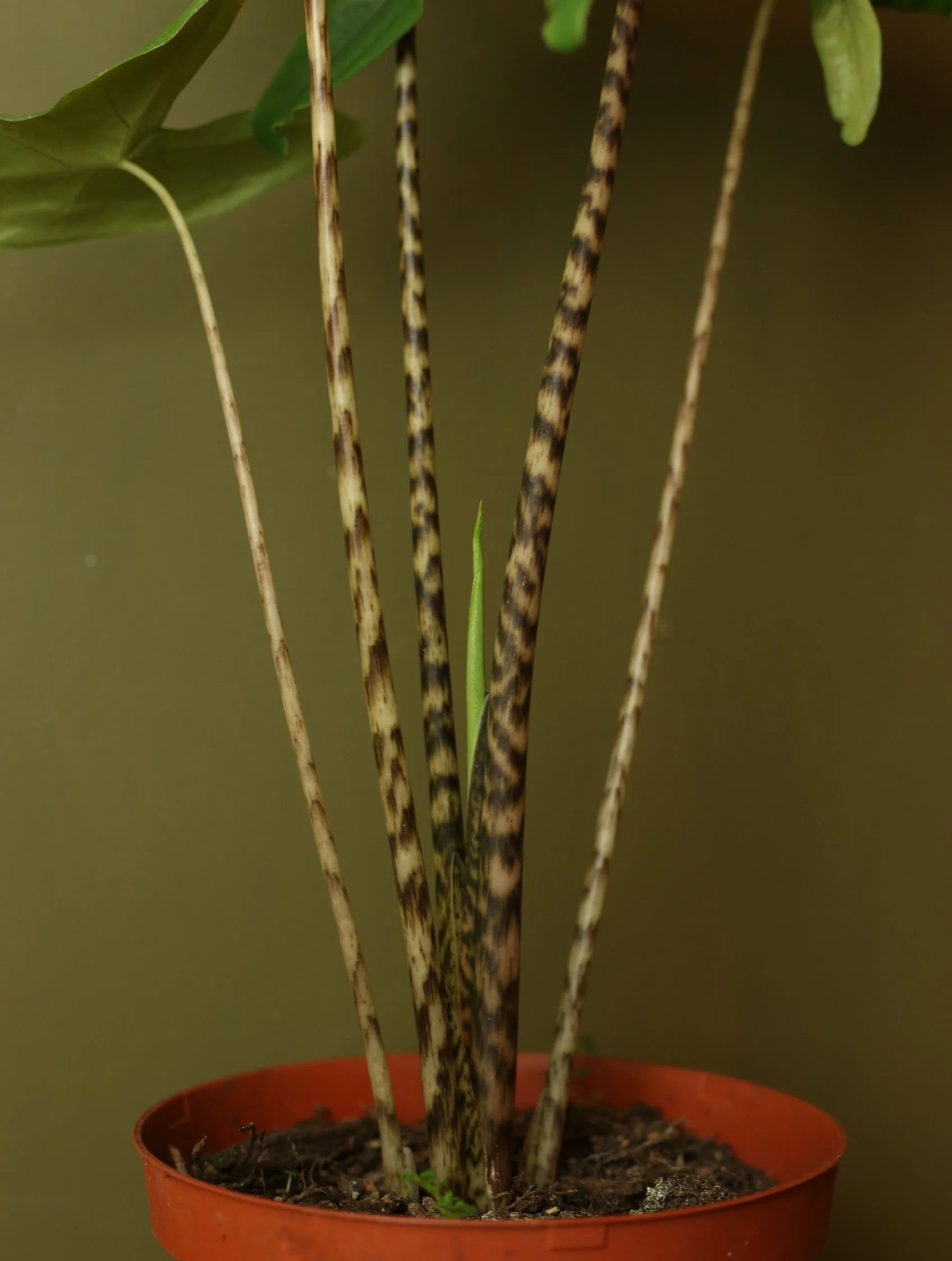 Alocasia Zebrina 6 Inch