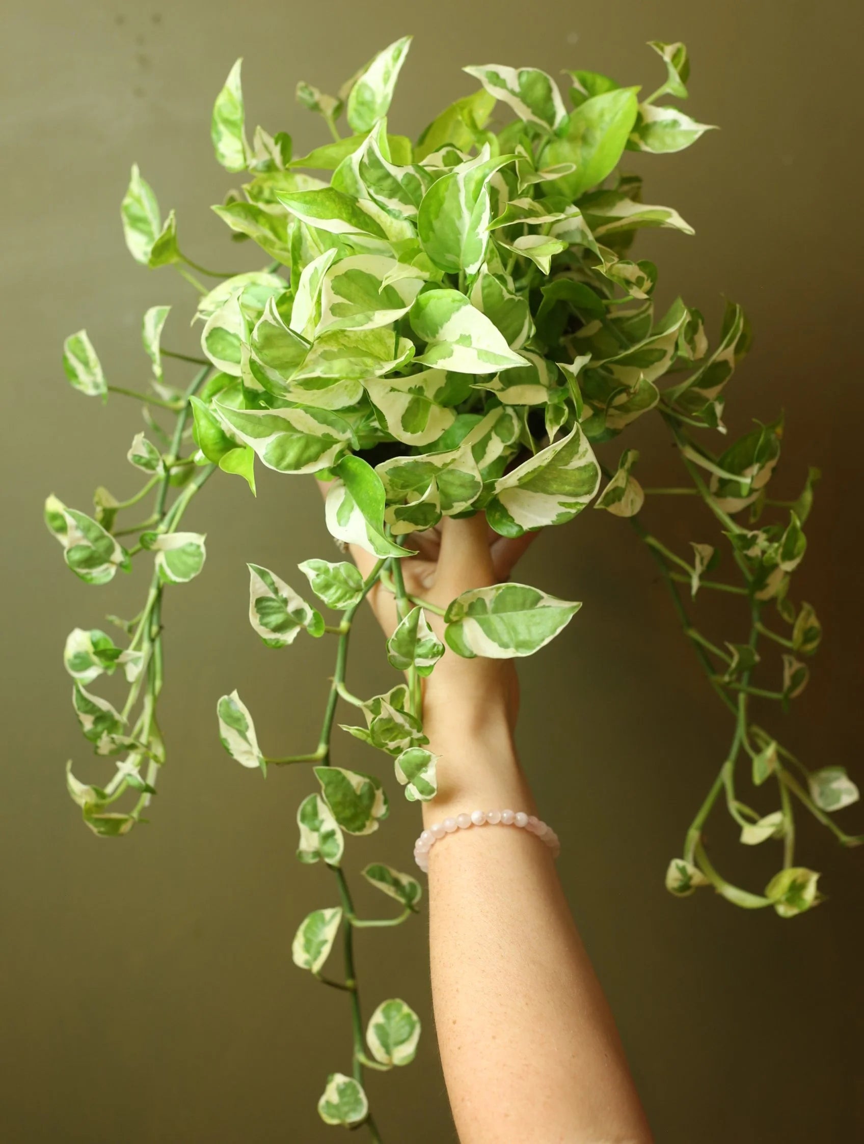Neon Pothos N' Joy 6 Inch