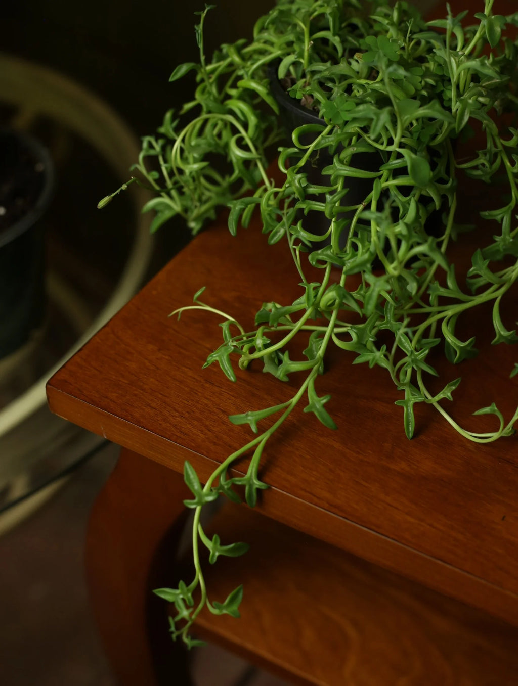 String of Dolphins 4 inch