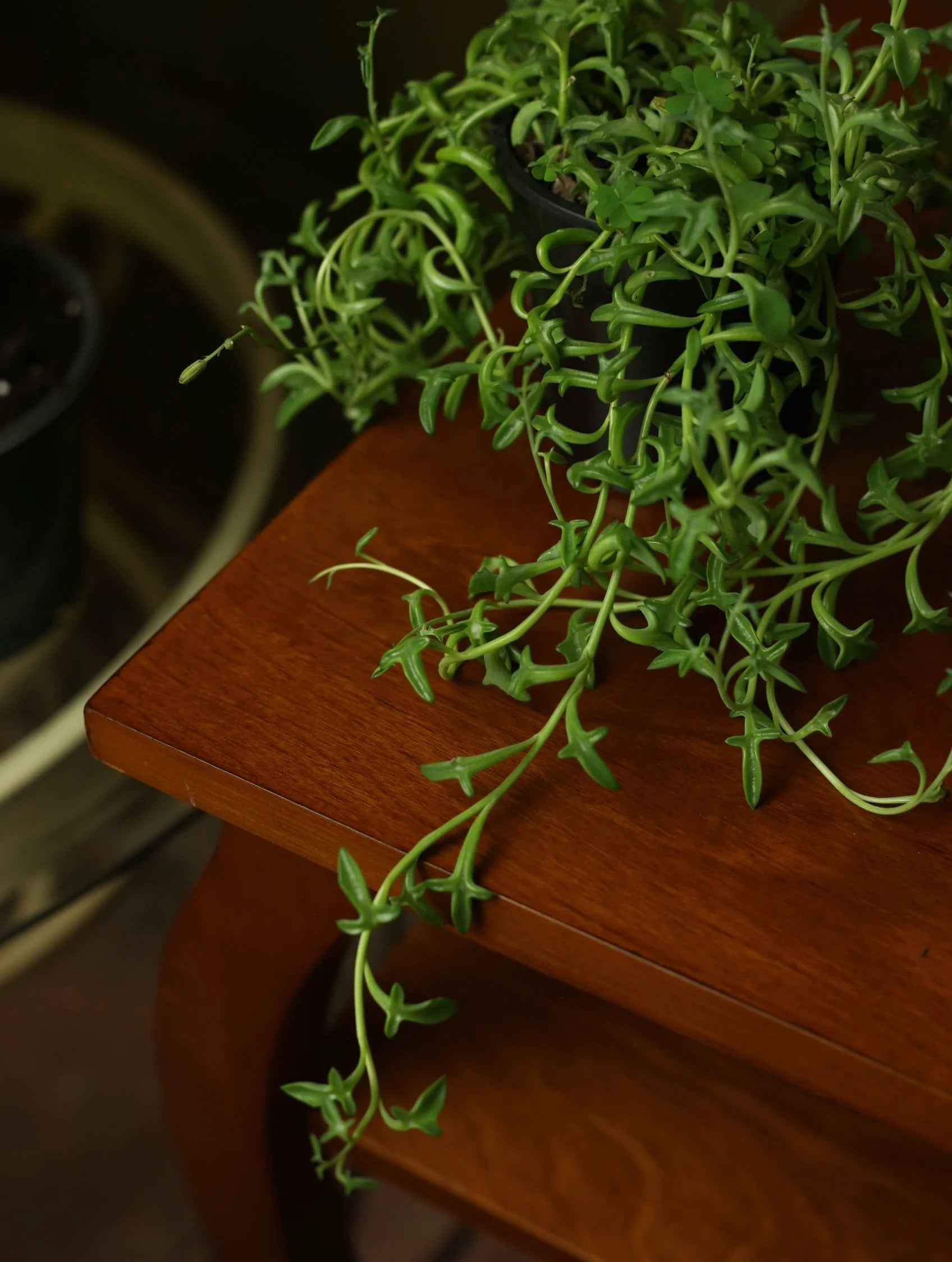 String of Dolphins 4 inch