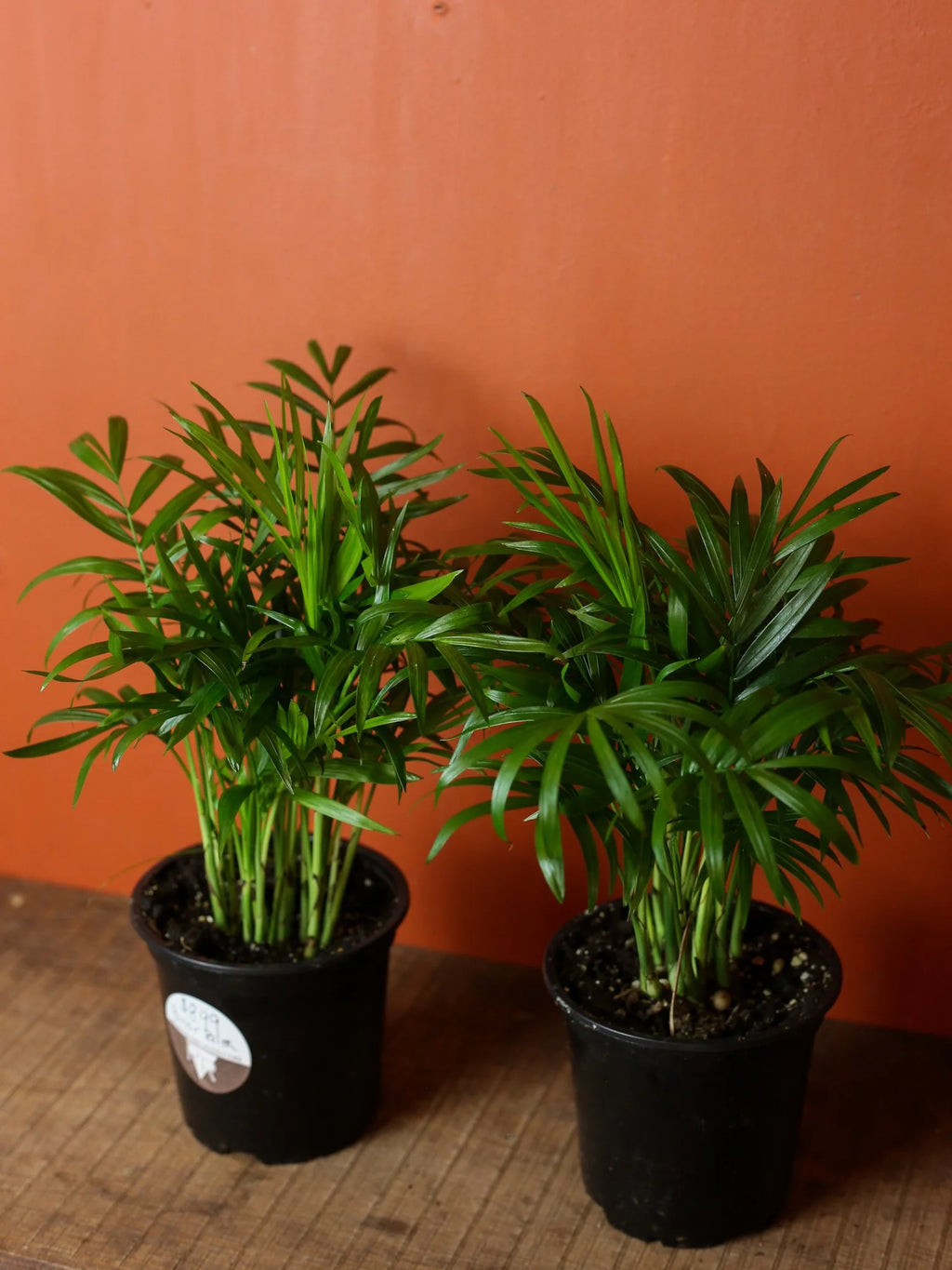 Parlor Palm 4 Inch