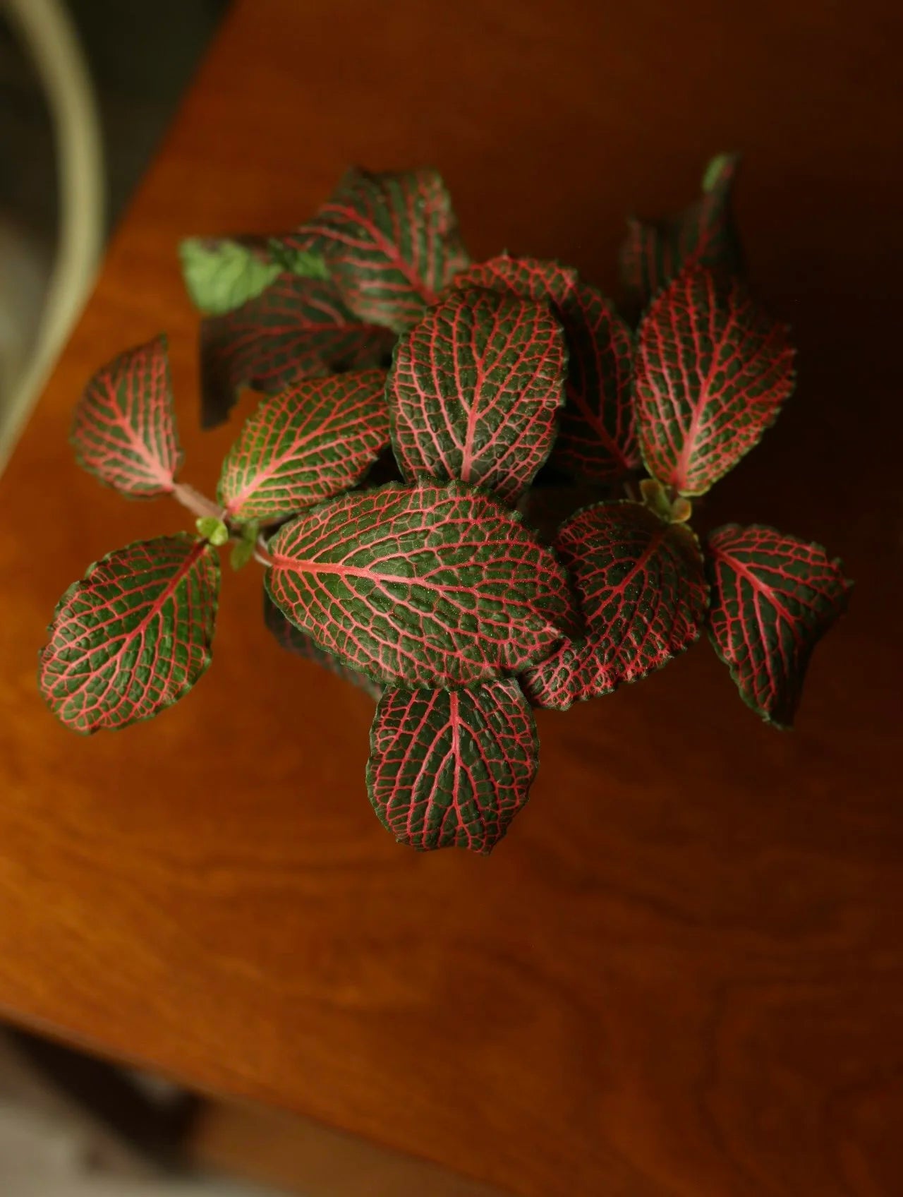 Red Nerve Plant 4 Inch