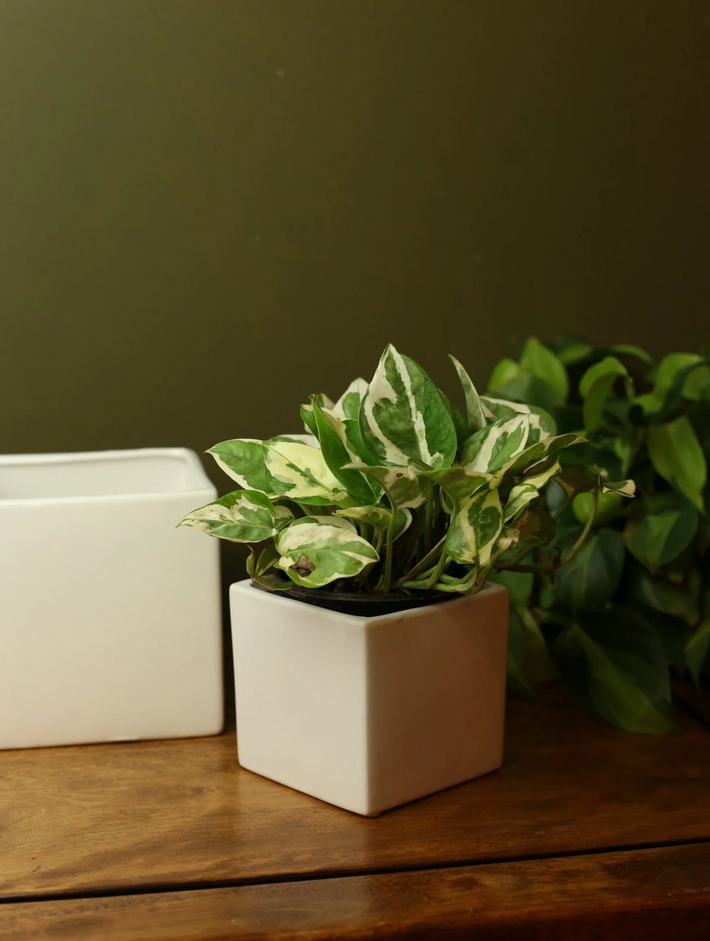 White Square Plant Pot - 2 sizes