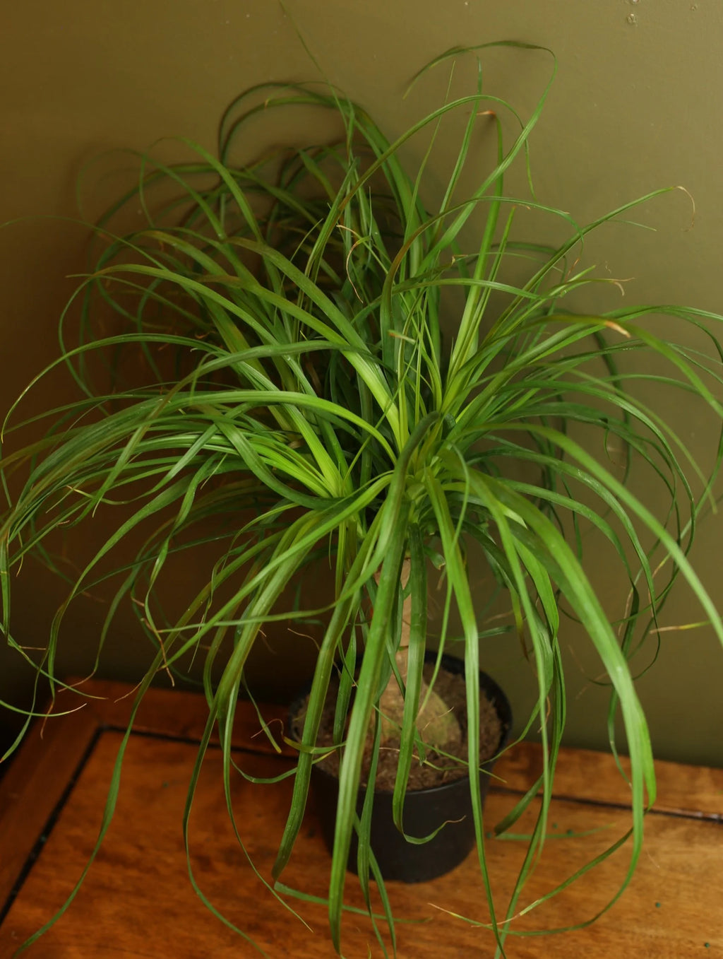 Ponytail Palm 6 Inch