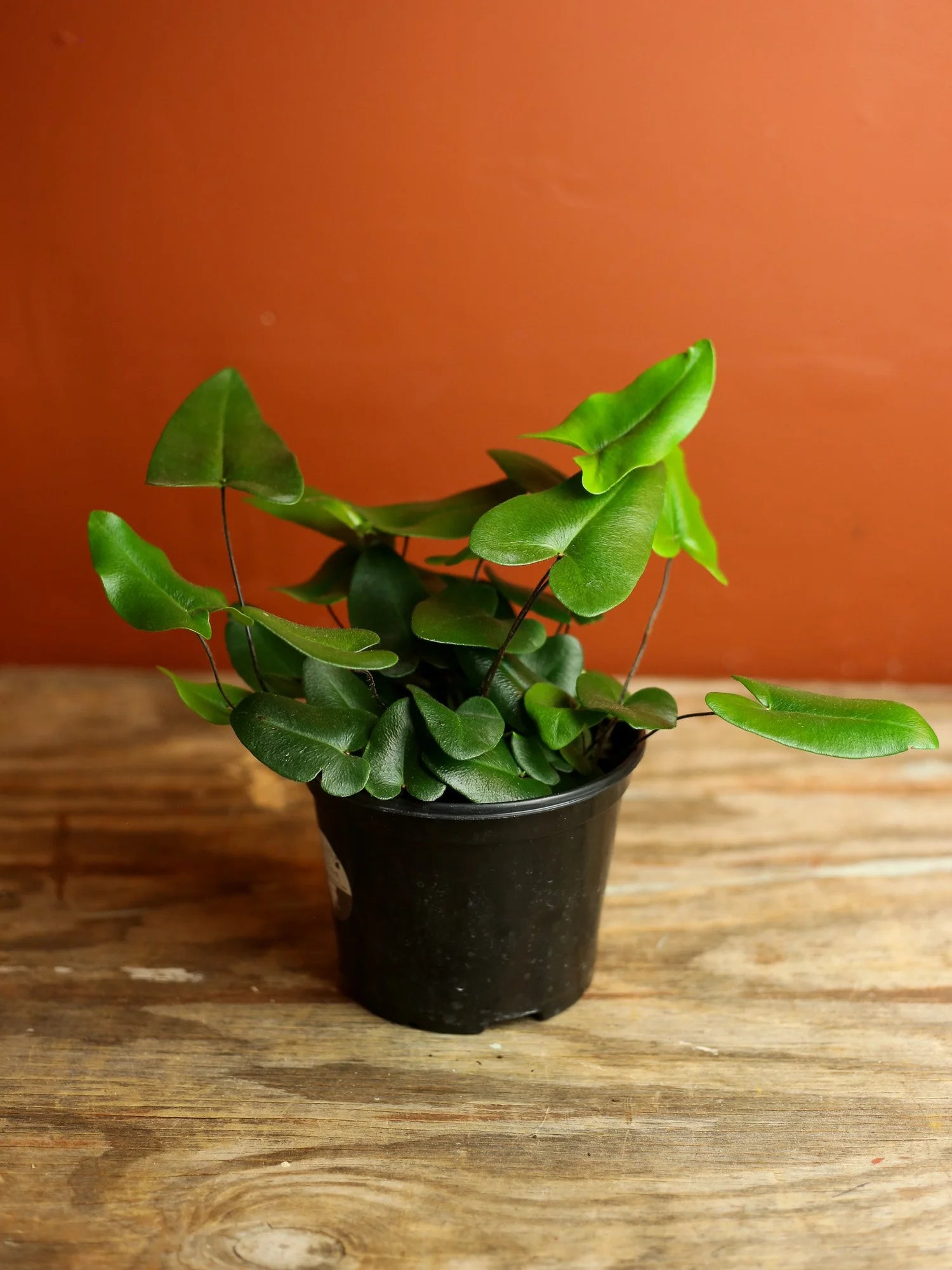 Heart Fern 6 Inch