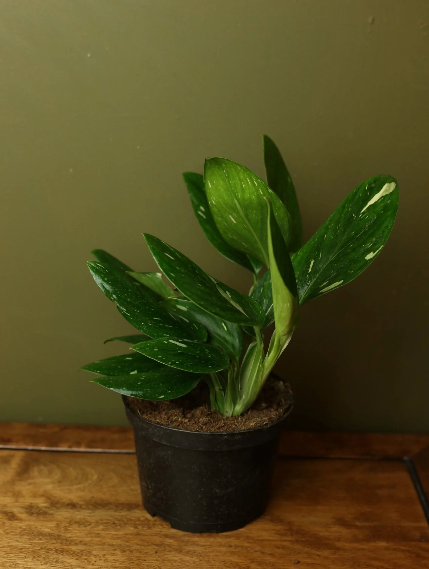 Monstera Standleyana Albo 6 Inch