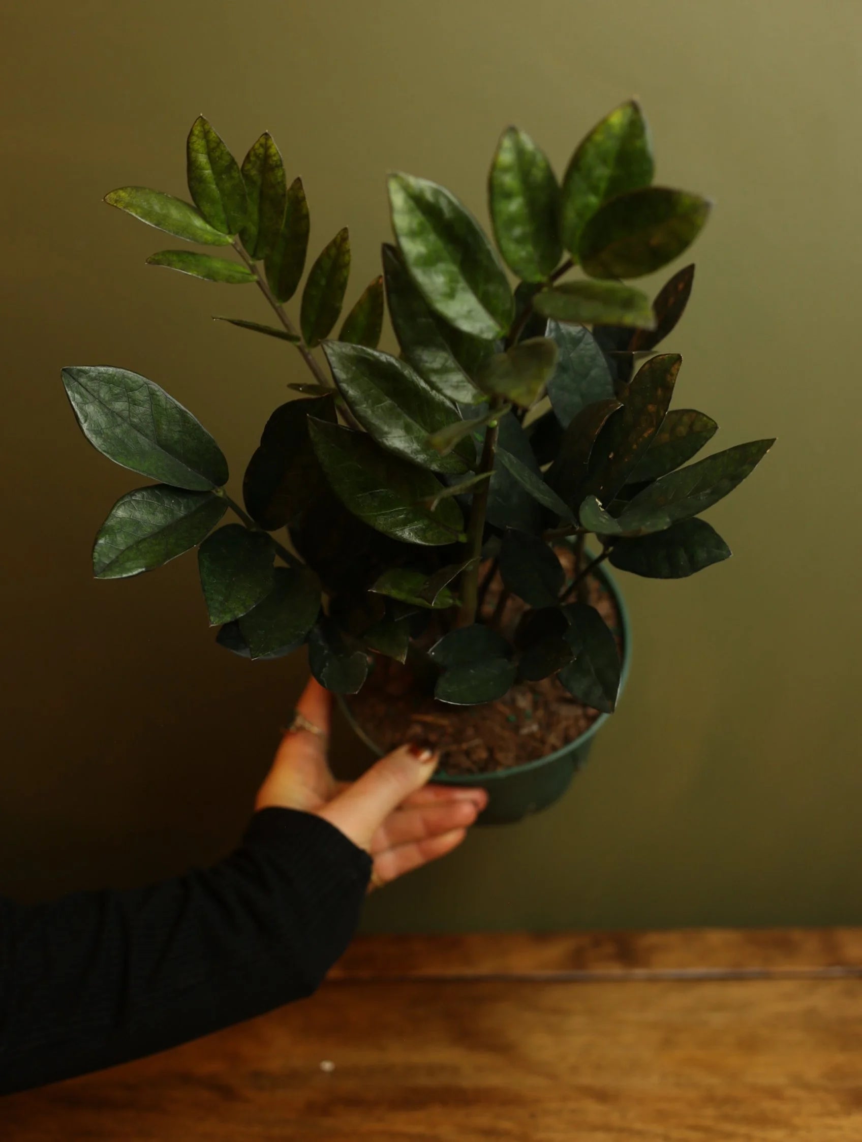Raven ZZ Plant 6 inch