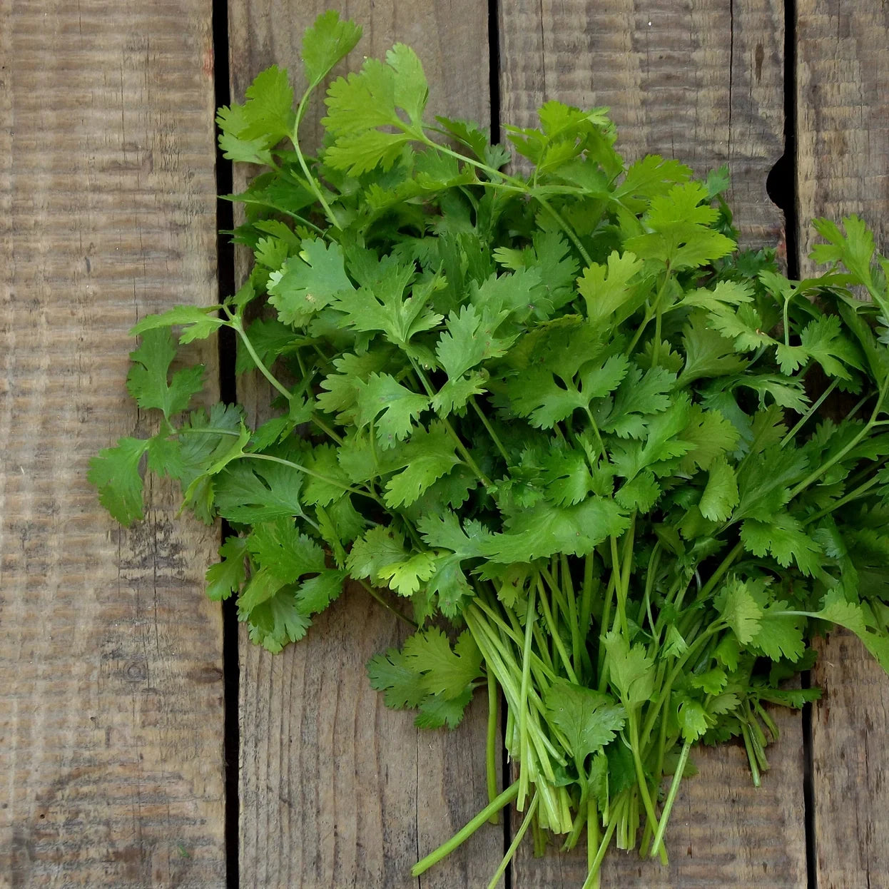 Cilantro Garden Seeds