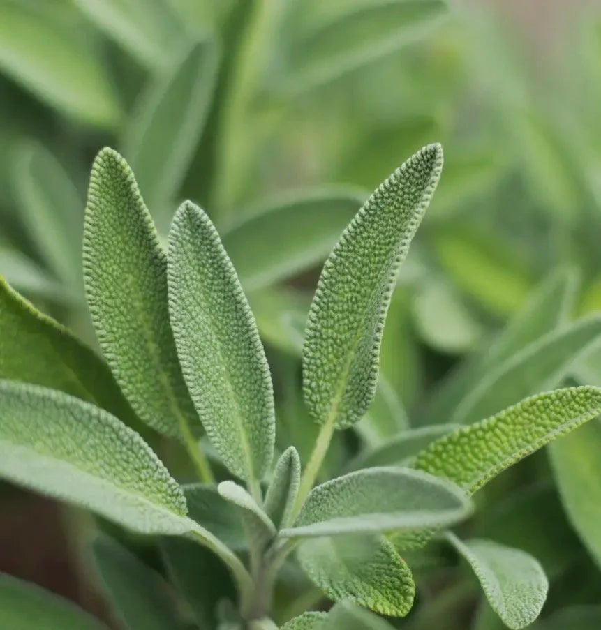 Broadleaf Sage Seeds