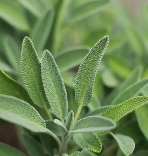 Broadleaf Sage Seeds