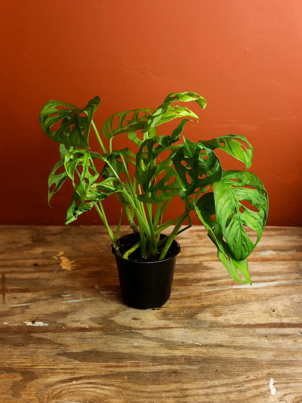 Monstera Adansonii 4 Inch
