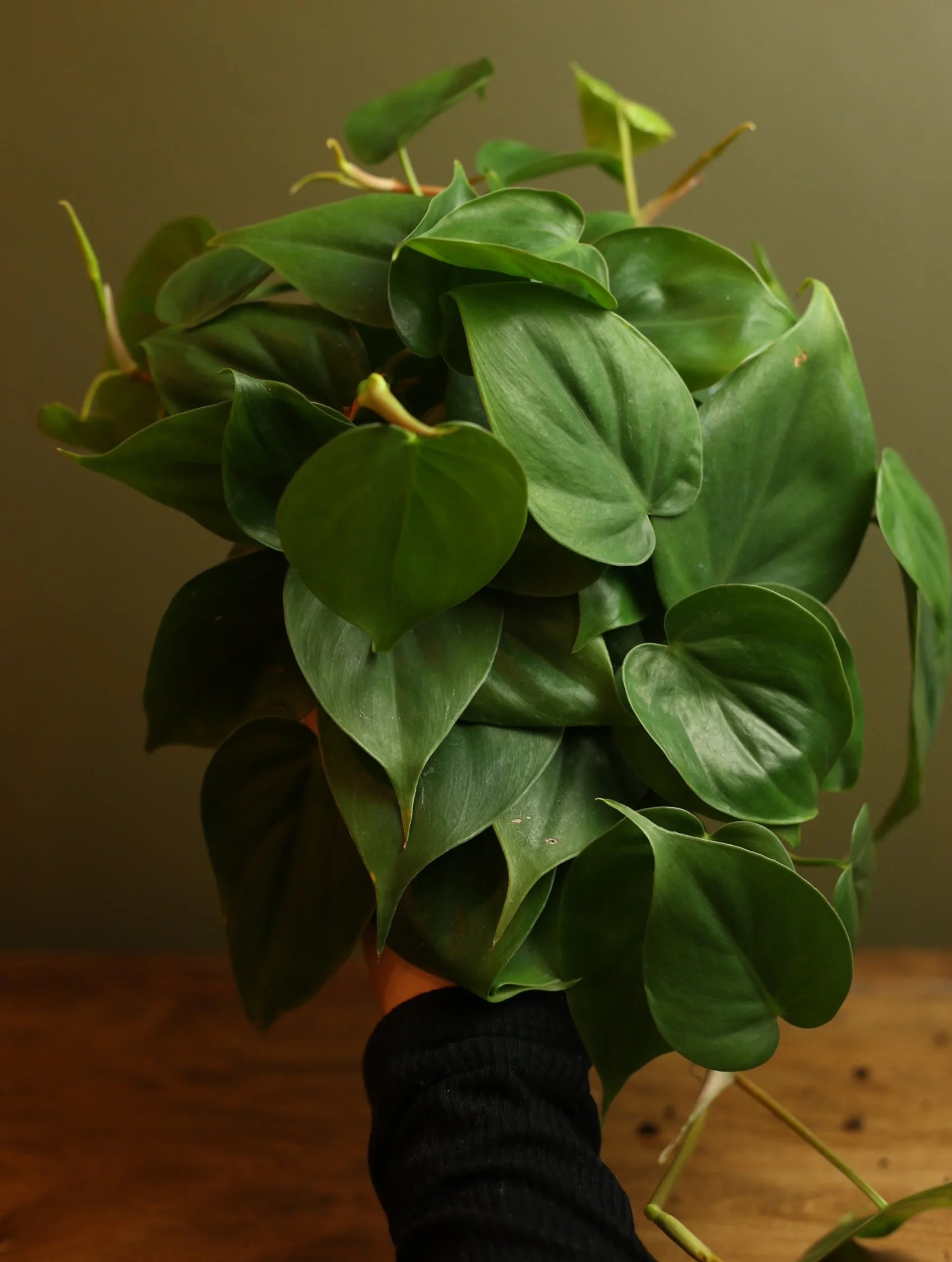 Heart Leaf Philodendron 6 Inch