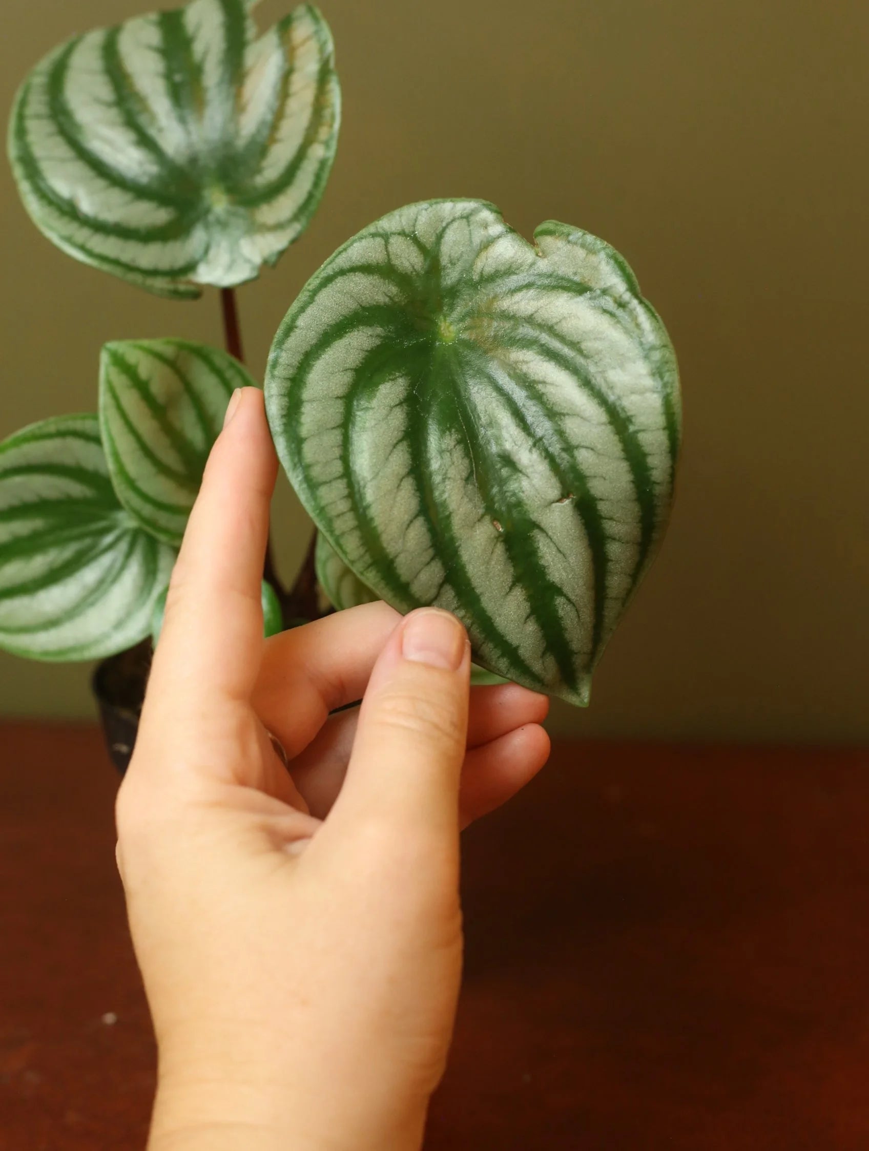 Watermelon Peperomia 4 inch