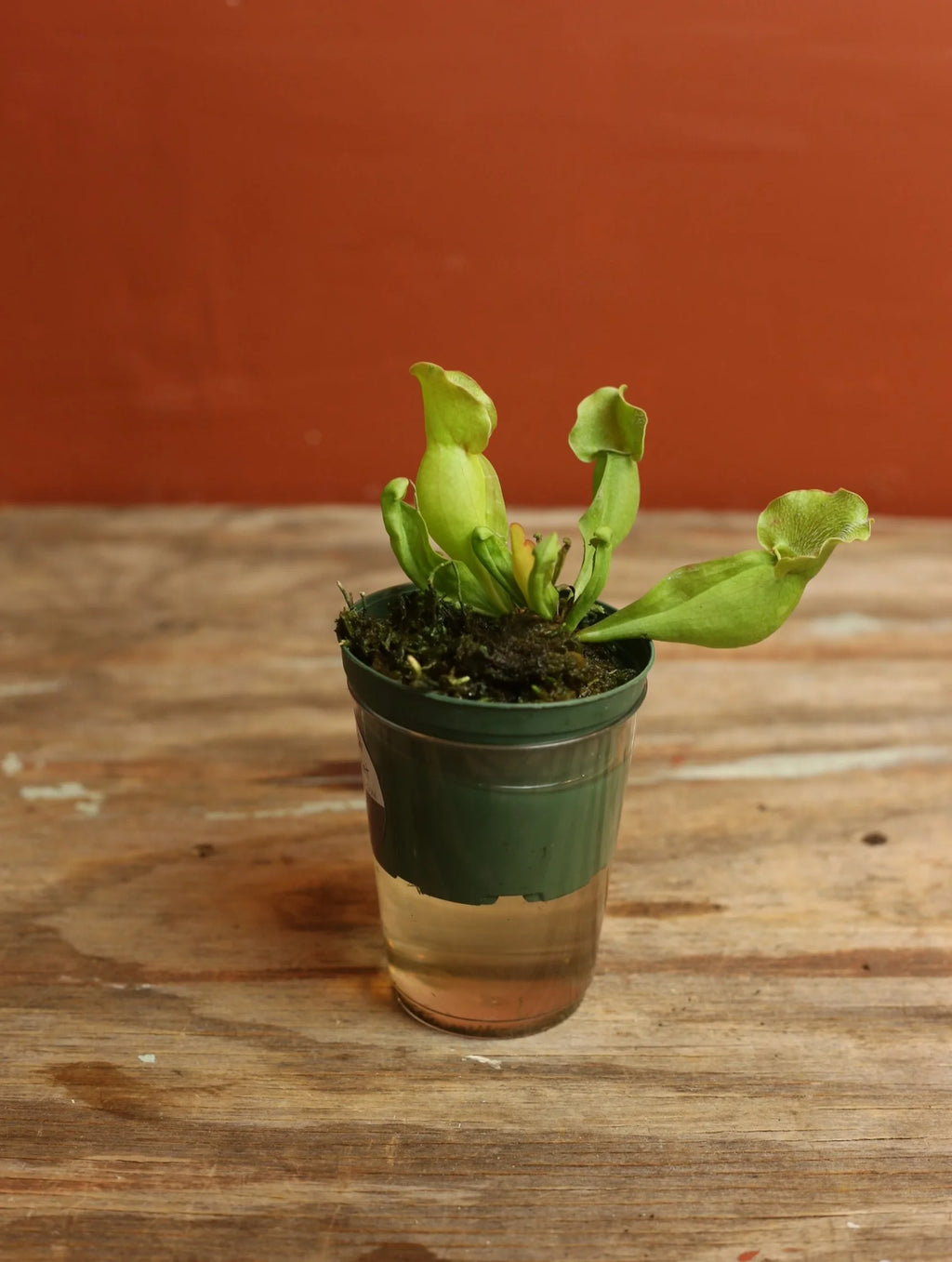 Pitcher Plant 3 Inch
