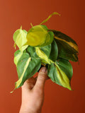 Philodendron Brasil 4 Inch