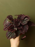 Peperomia Red Ripple 4 Inch