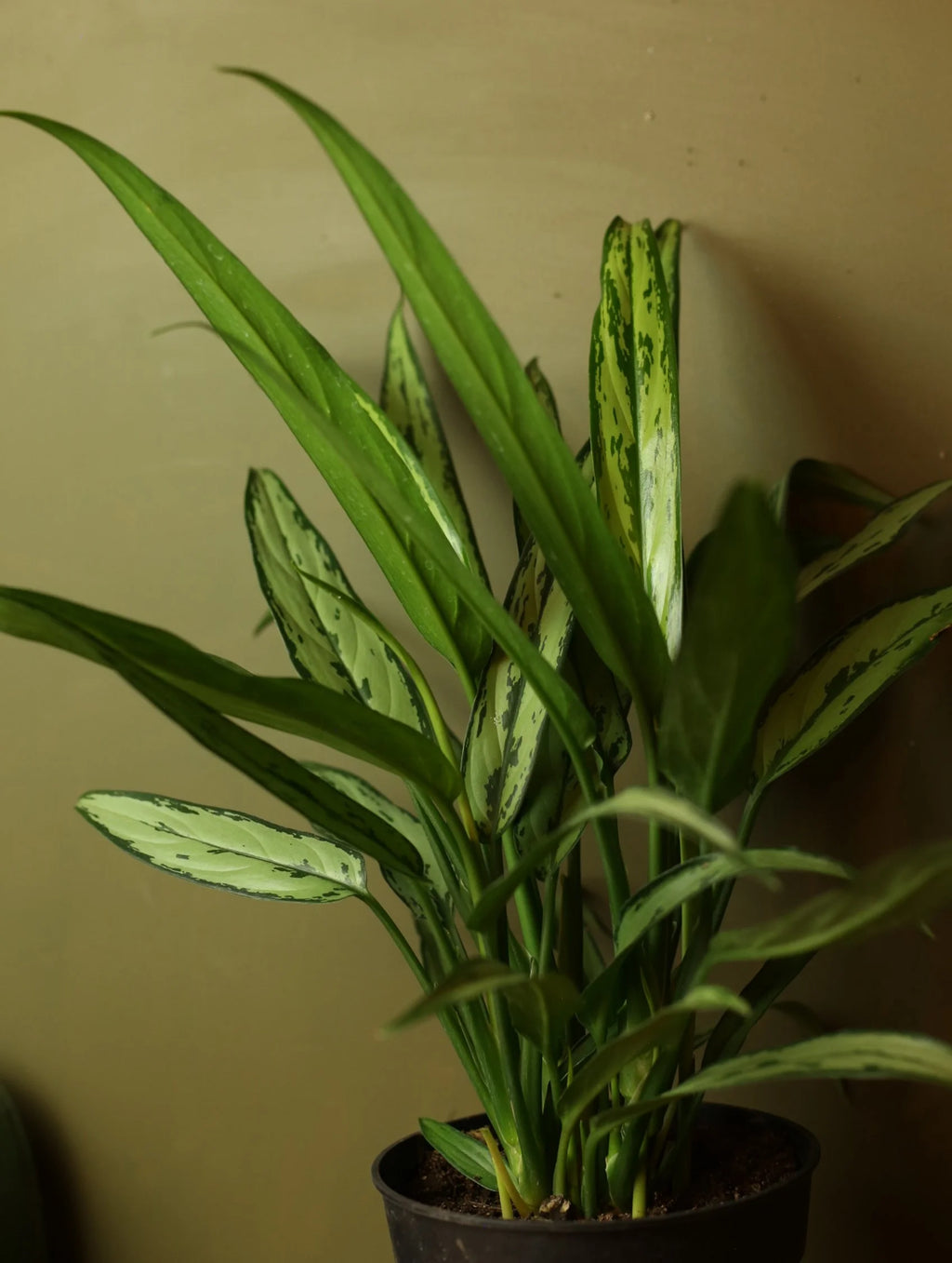 Chinese Evergreen 'Cutlass' 6 Inch