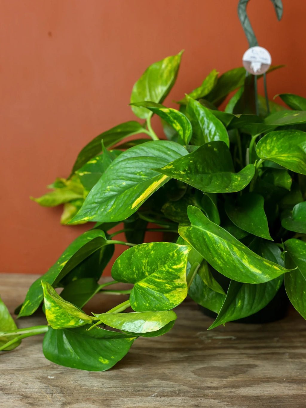 Golden Pothos 8 inch Hanging